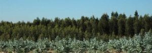 Bosque_Papel.jpg